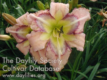 Daylily Rainbow in the Clouds